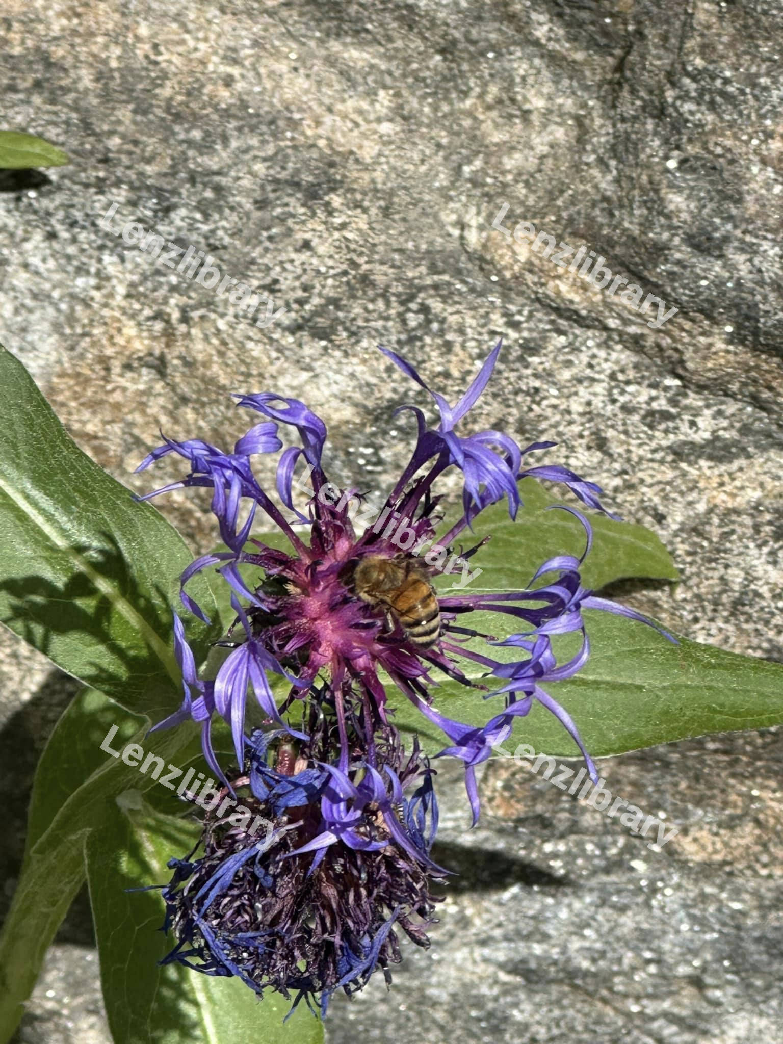 Purple Sage Shrub flower